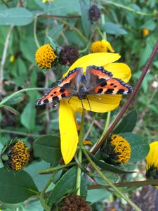 Flower insect