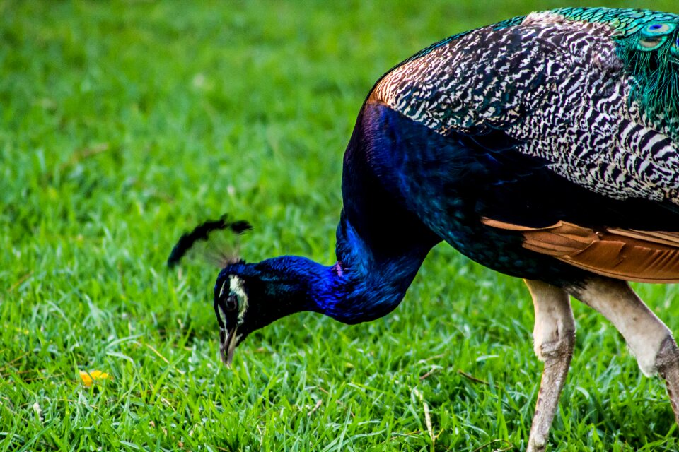Colorful feathers animals