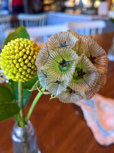 Table flower