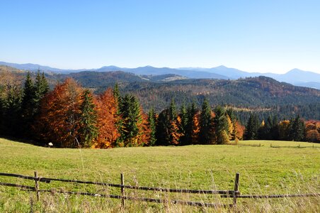 Field the carpathians landscape