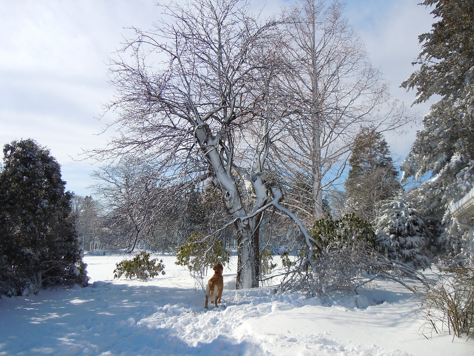 Snow tree winter photo