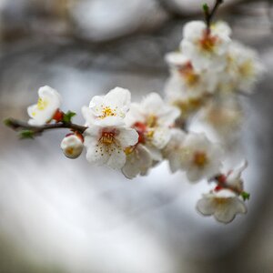 Germination plum blossom living foods