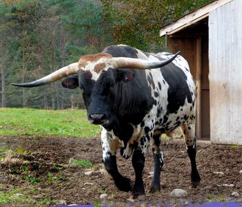Bull cattle bulls photo