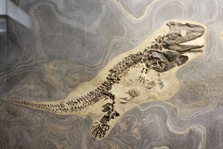 Extinct animal world geology