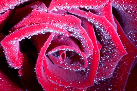 Bloom nature love