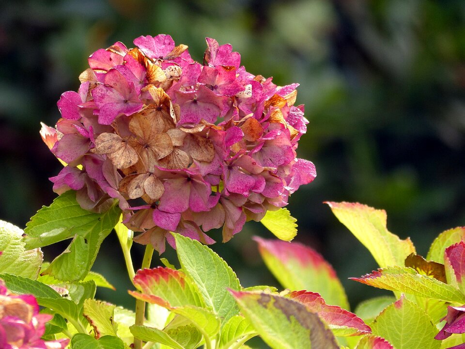 Pink blossom bloom