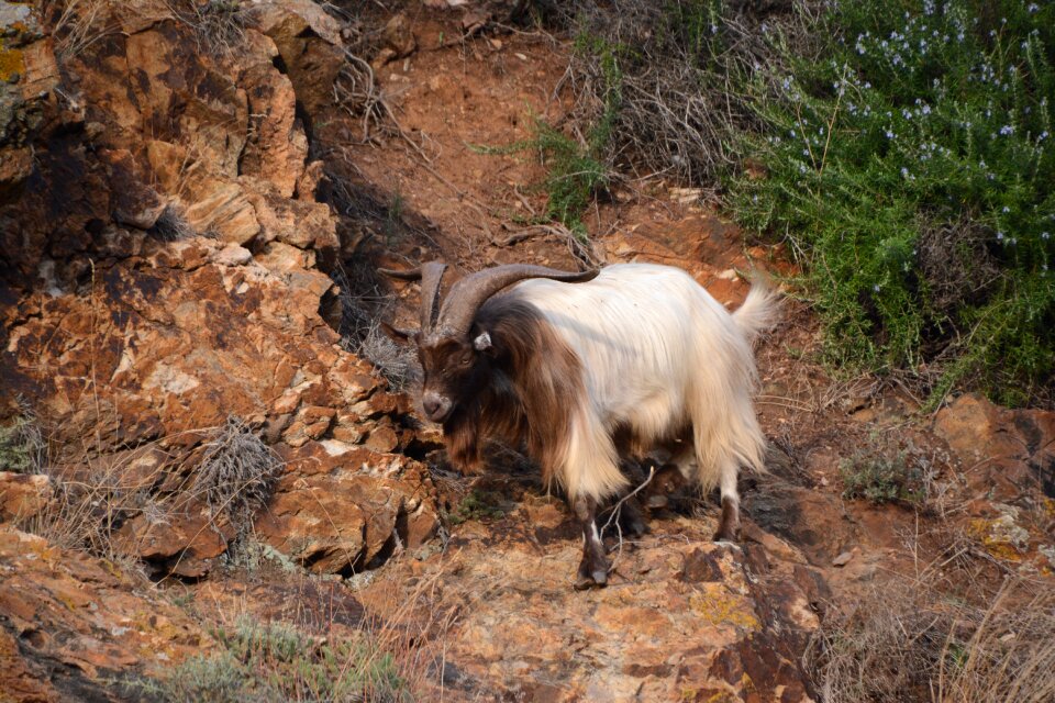 Horns mouflon elba island