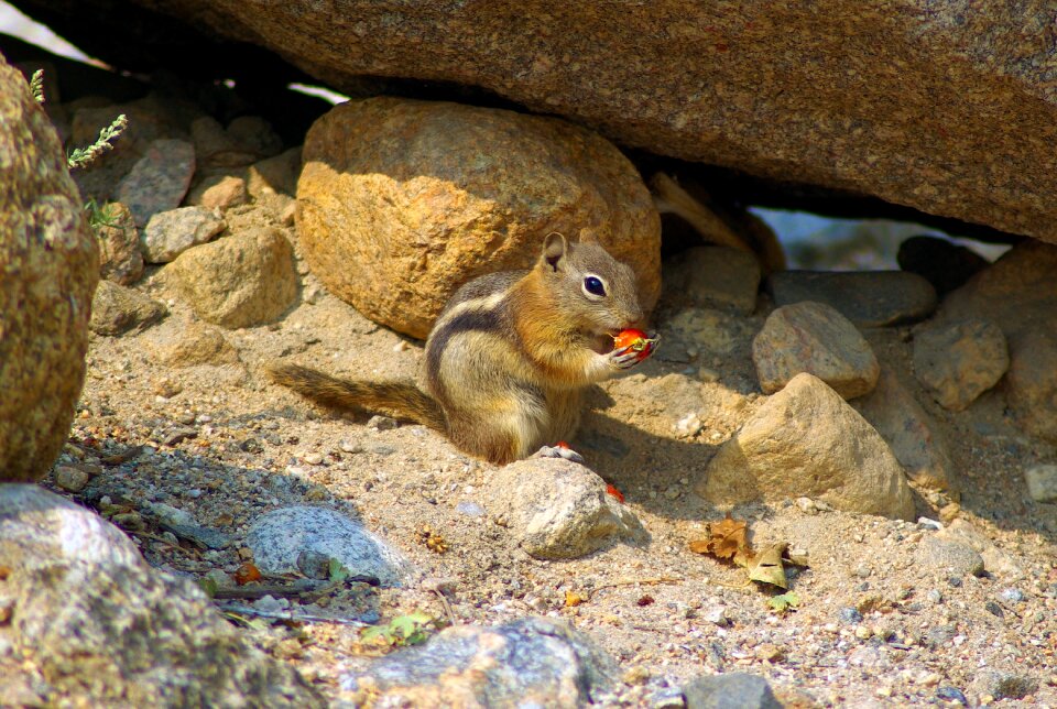 Golden mantled mammal