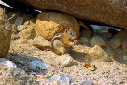 Golden mantled mammal photo