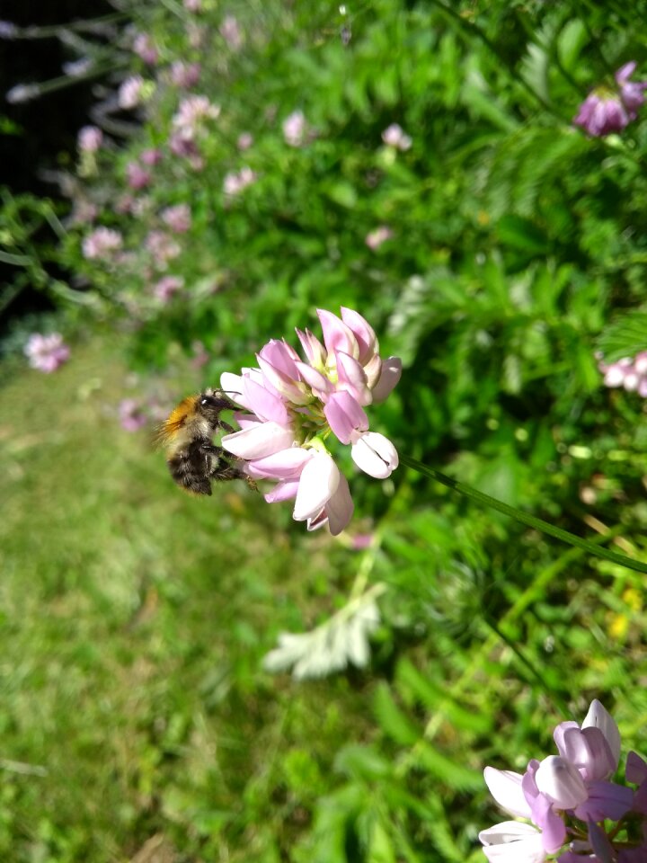 Close up summer spring
