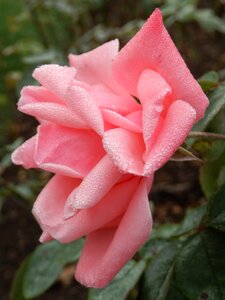 Park dew flowers