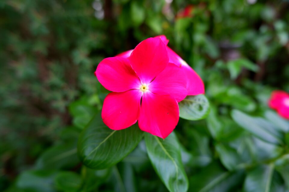 Flowers plant nature