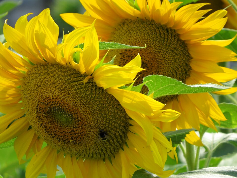 Sunflower plant summer