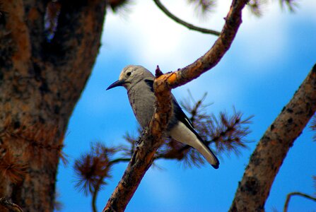 Nutcracker nature colorado