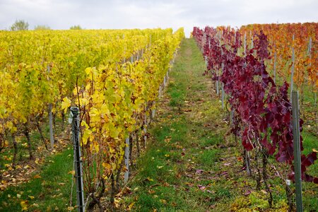 Winegrowing vines rebstock photo