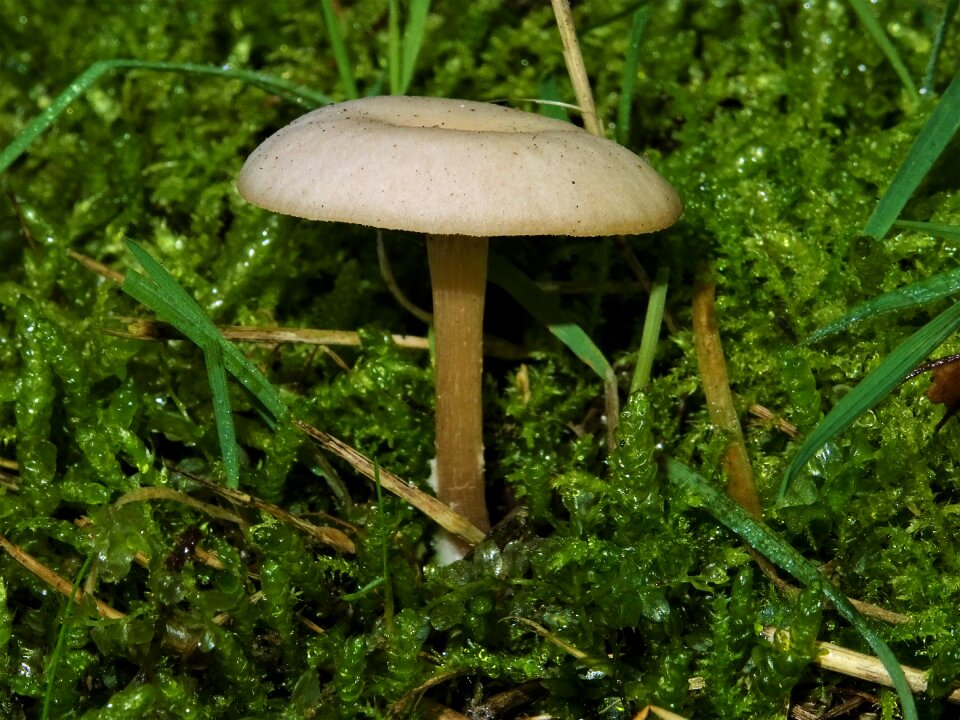 Moss forest mushroom close up photo