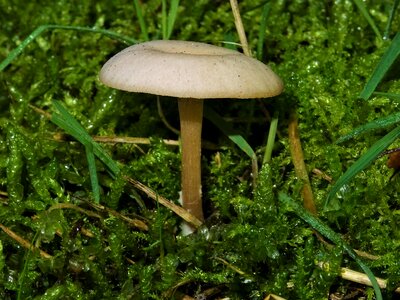 Moss forest mushroom close up