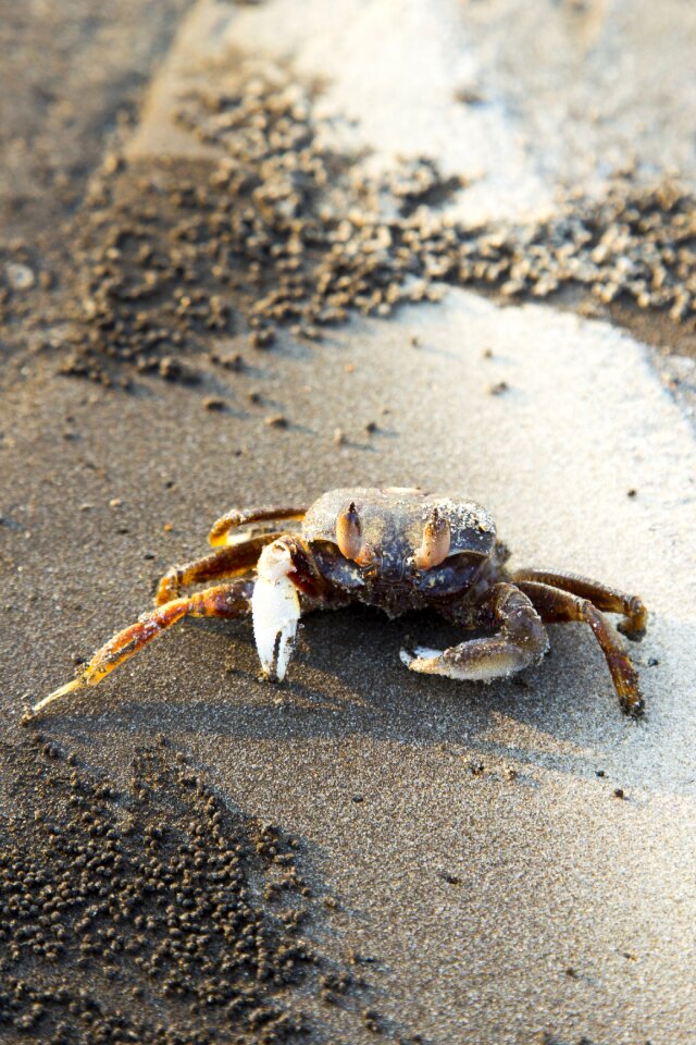 Nature animal ocean