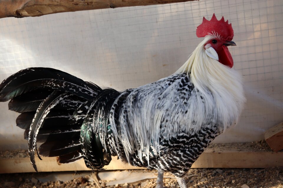 Bird chicken animal