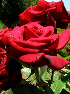 Love plant nature