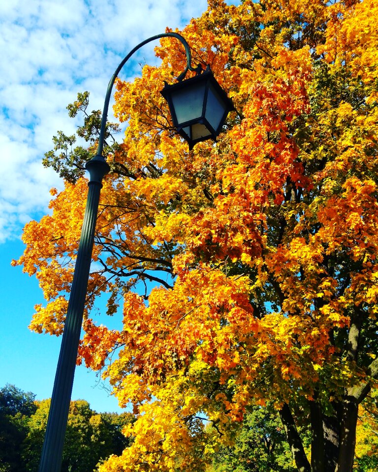 Tree municipal lantern