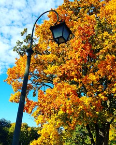 Tree municipal lantern