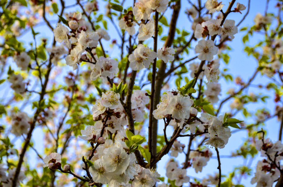 Spring branch tree
