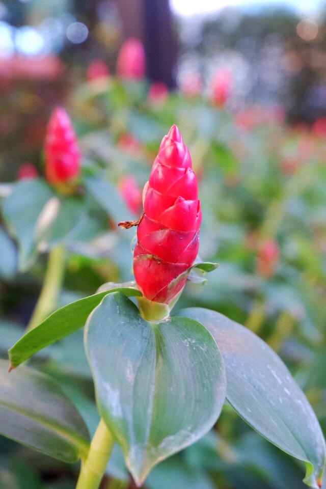 Flowers plant nature