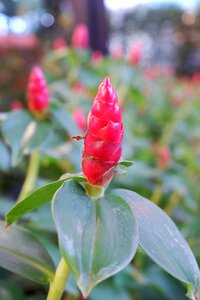 Flowers plant nature