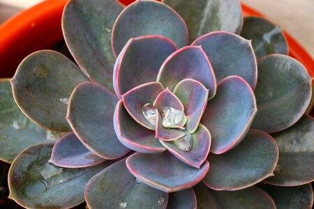 Mandala cactus plant