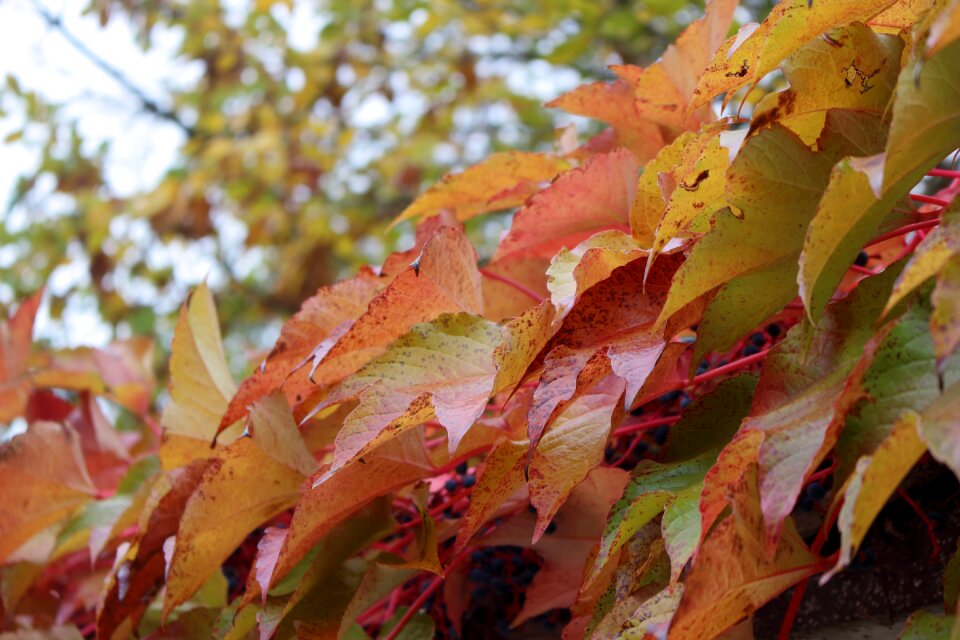 October leaves nature