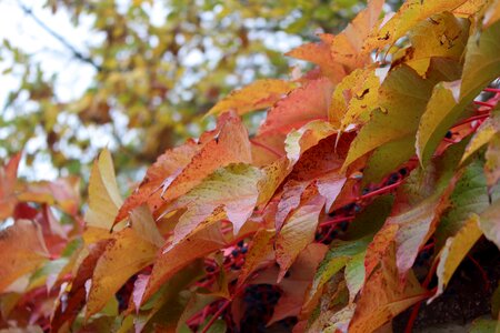 October leaves nature photo