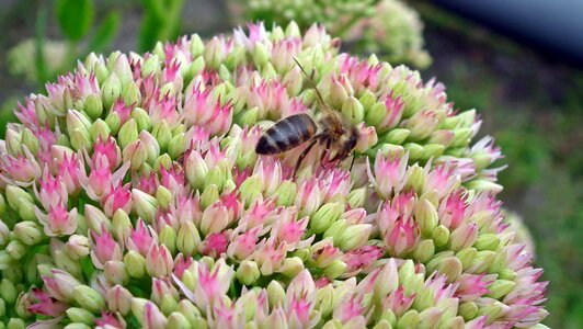Nature bee garden