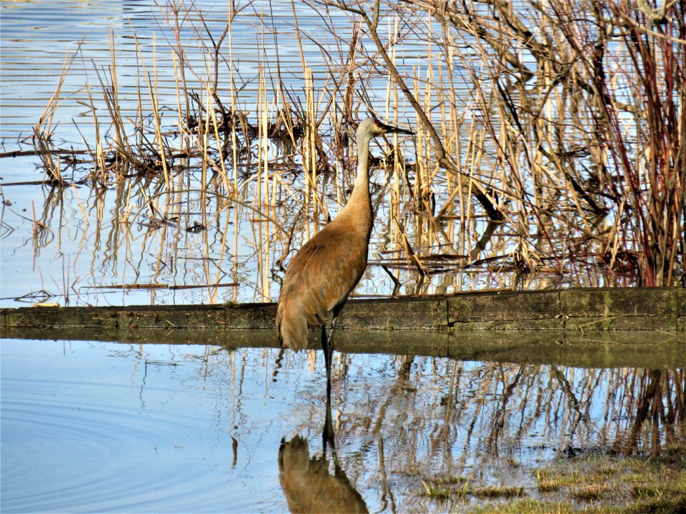 Sandhill crane in the water sandhill crane eating
