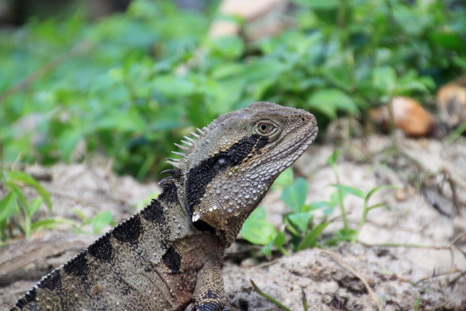 Animal australia