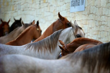 Equine show breeding photo