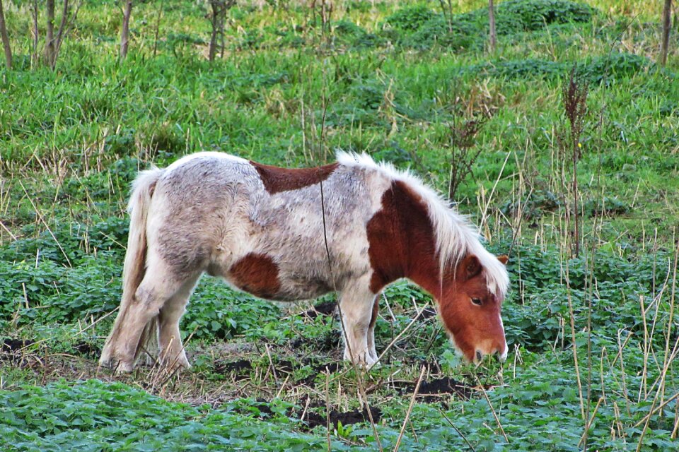 Nature animal cute