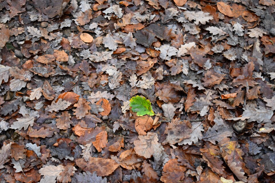 Nature colorful mood