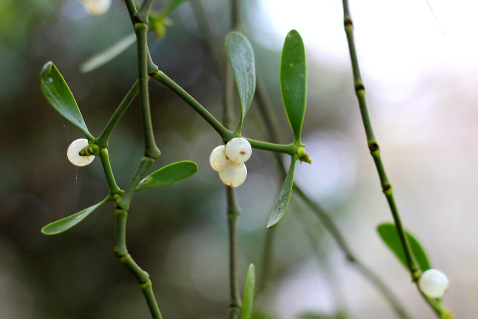 Mistletoe berries christmas mistletoe