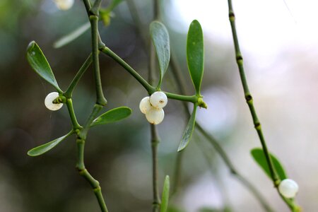 Mistletoe berries christmas mistletoe