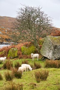 Agriculture pasture rural