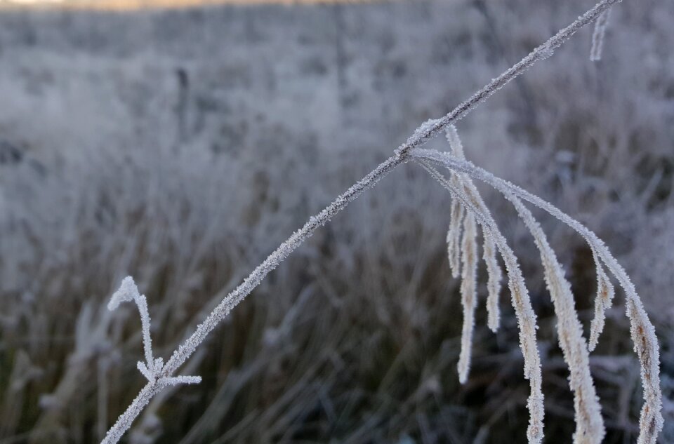 Frost country white
