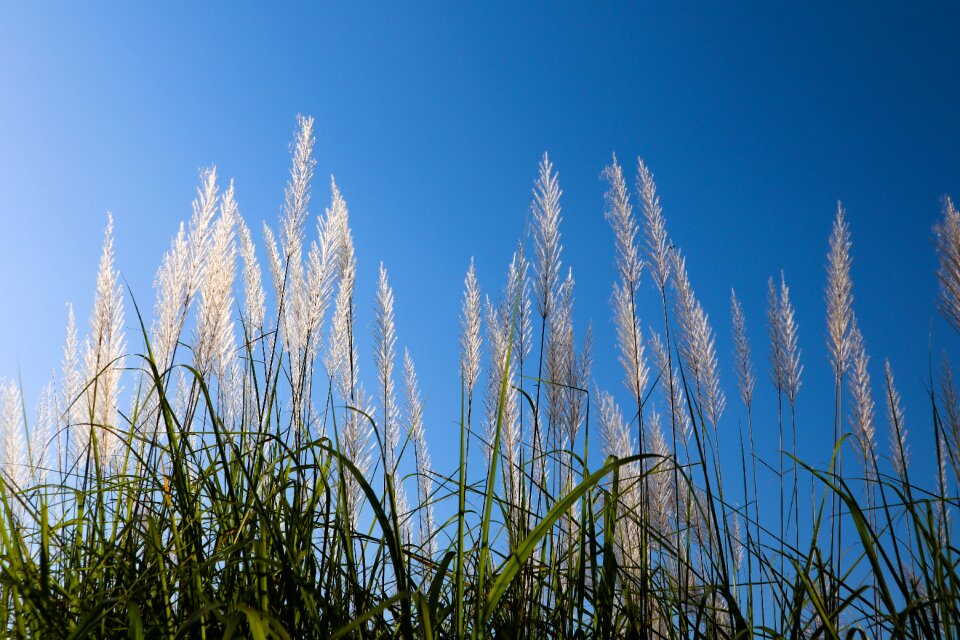 Meadow grass background