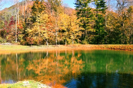 Leaves forest season photo