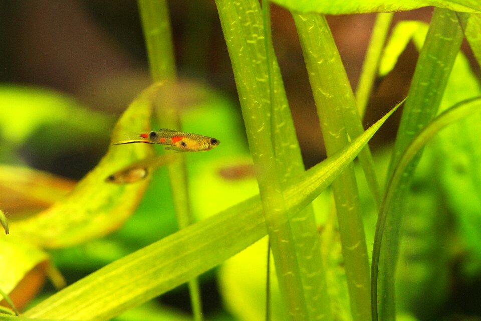 Animal animal world underwater world