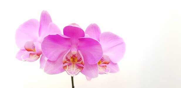Phalaenopsis bloom flowers photo