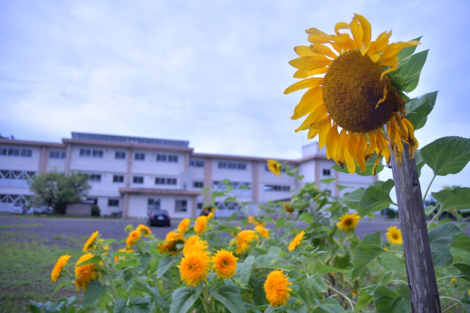 Natural summer plant