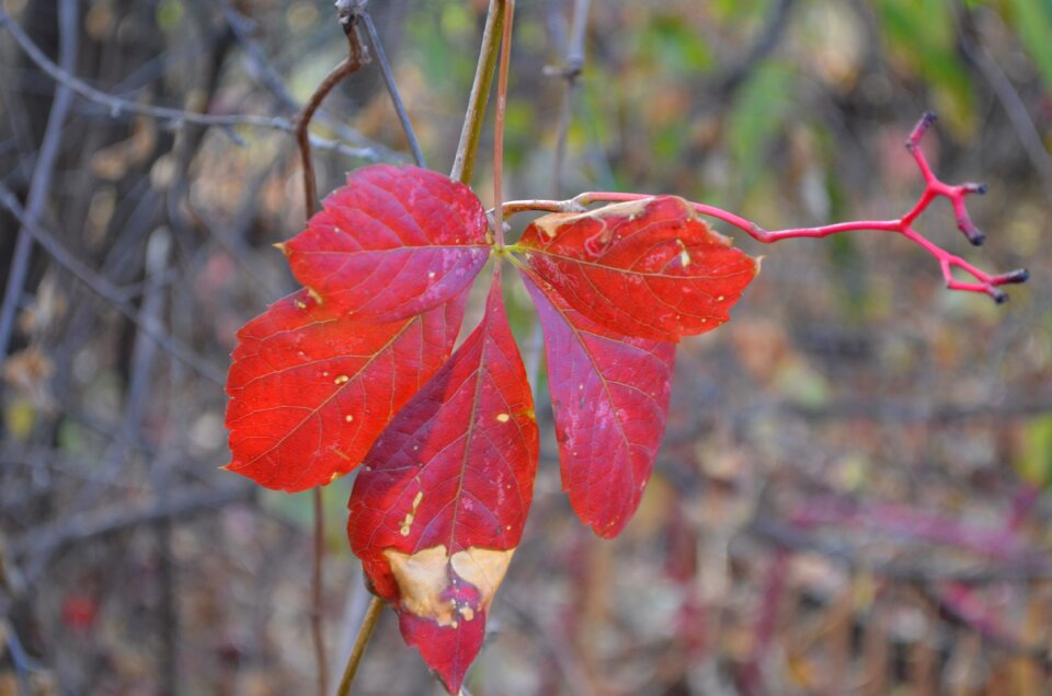 Autumn coloring season