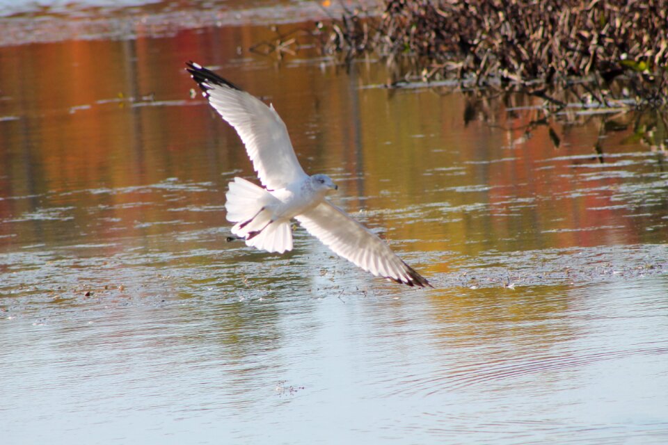 Pond nature bird
