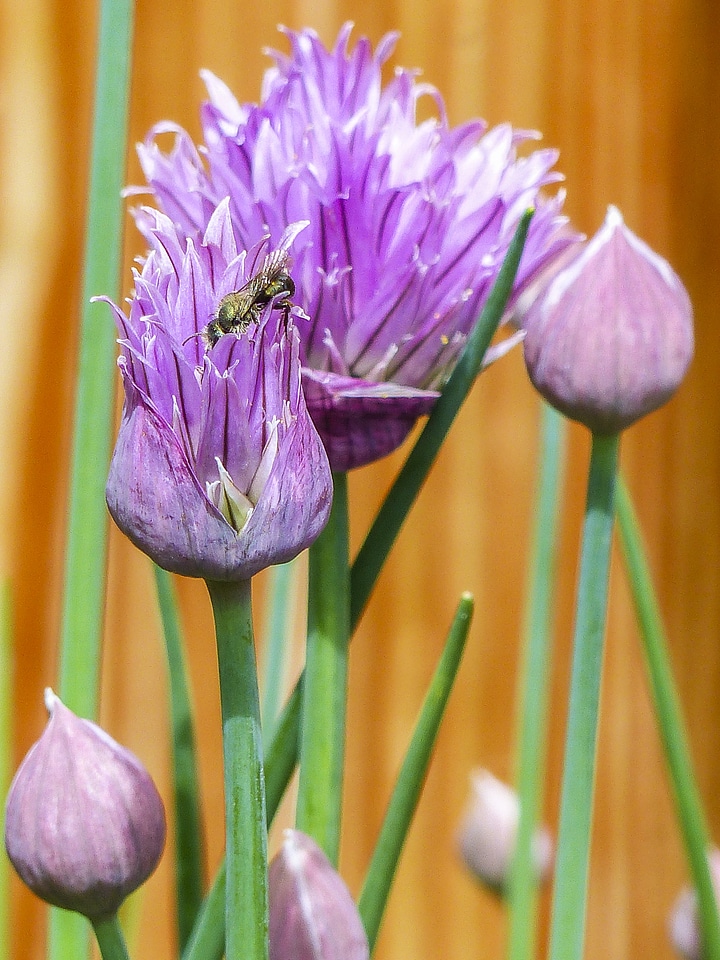 Herb purple green